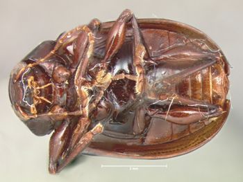 Media type: image; Entomology 9792   Aspect: habitus ventral view